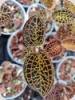 Anoectochilus burmannicus Red Dragon